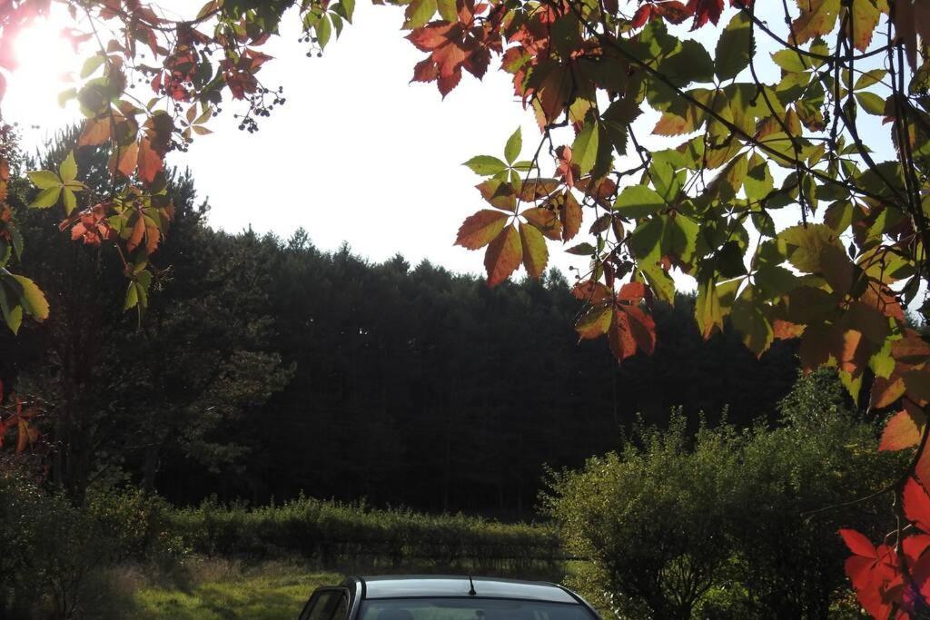 Modrzewiowy Domek Letniskowy - Stare Czaple Brodnica  Exterior foto